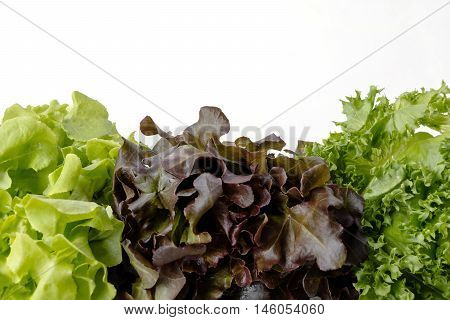 Organic vegetables are grown in the north of Thailand by the valuable project Salad leaves with Green Oak Lettuce on white background