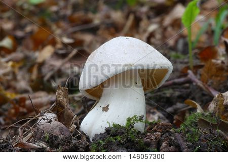 white fungi in the forest ground wild