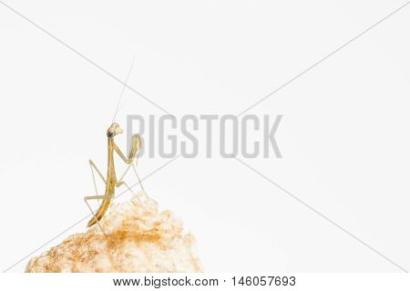 Vulnerable newly emerged praying mantis nymph on egg case. Horizontal composition with copy space