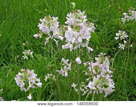 Flowering spikes of pink soapwort (Saponaria officinalis) in a meadow with a background of grass.