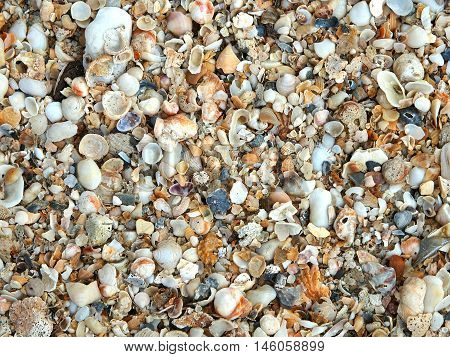 Natural sand and shells on the beach. Shells texture background.
