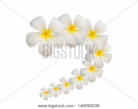 plumier flowers isolated on white background. Thailand.