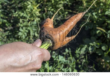 Carrot In Hand