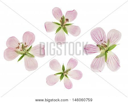 Pressed and dried flowers siberian geranium (geranium sibiricum). Isolated on white background. For use in scrapbooking floristry (oshibana) or herbarium.