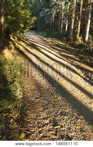 Spain Galicia Camino de Santiago morning light shades of thee trunks