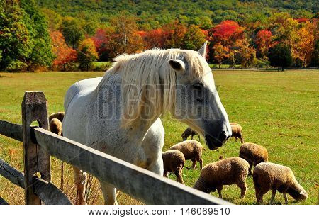 Hopewell Furnace Pennsylvania - October 15 2015: A white horse in a pasture grazing sheep and colorful Autumn foliage *
