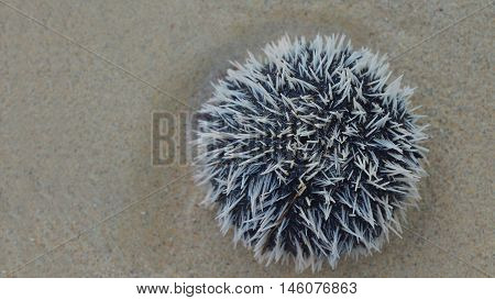 Top view of Sea urchin  