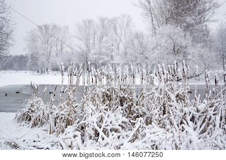 Winter Landscape