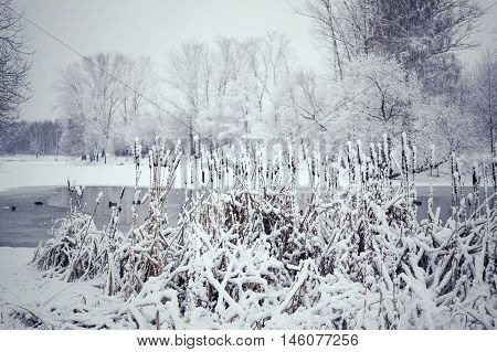 Toned Winter Landscape
