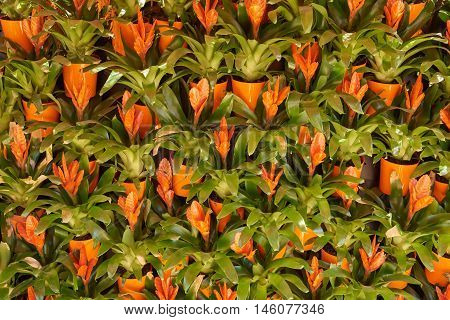 Fragment of a wall decorated with Guzman (Guzmania). Flowers planted in orange pots. Background