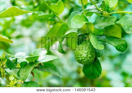 it is bergamot tree in the garden
