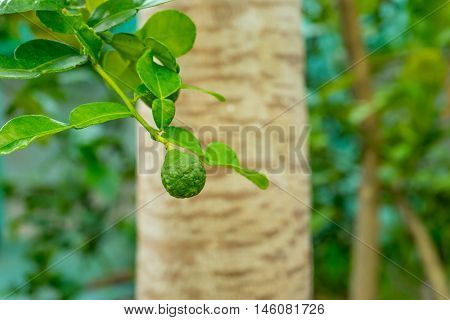 it is bergamot tree in the garden