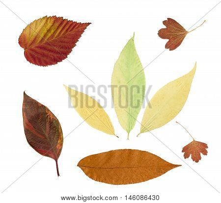 Dry bright autumn leaves isolated on white background. For use in scrapbooking pressed floristry (oshibana) or herbarium.