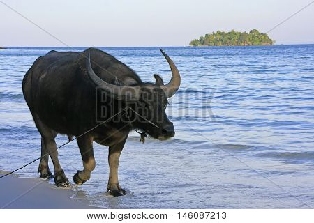 Water Buffalo Walking On A Beach Of Koh Rong Island, Cambodia