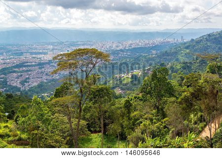 Jungle And Cityscape