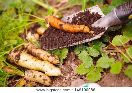 Small amount of reshly harvested organic carrots lying on garden surface, healthy lifestyle concept.