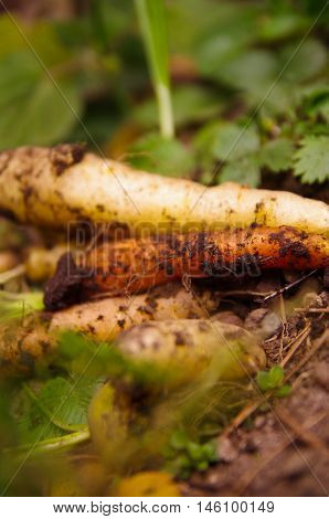 Small amount of reshly harvested organic carrots lying on garden surface, healthy lifestyle concept.