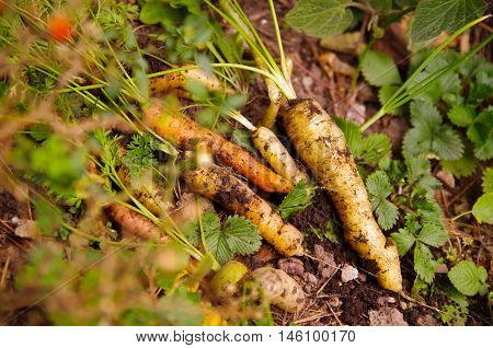 Small amount of reshly harvested organic carrots lying on garden surface, healthy lifestyle concept.