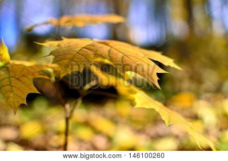 Yellowed Maple Leaves In The Autumn Forest Close Up. Young Trees In The Wild Nature