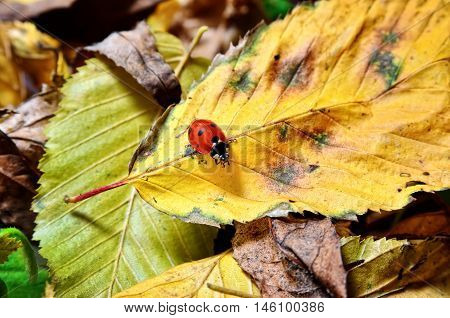 Ladybug On The Fallen Yellow Leaves In The Fall. Insects In The Wild Nature.