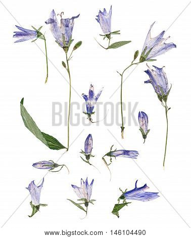 pale blue campanula pressed delicate flowers and petals