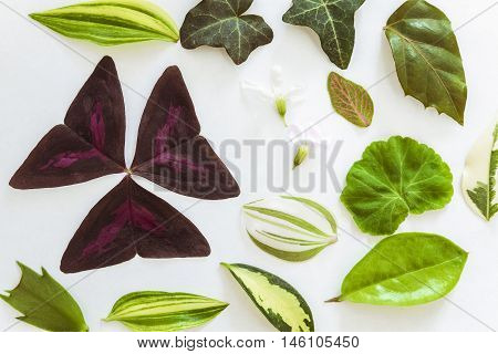 Background from the leaves of ornamental plants