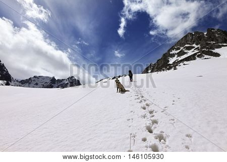 Dog and hikers in snow mountain at sun day. Turkey Kachkar highest part of Pontic Mountains. Wide angle view.