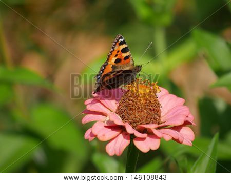 Butterfly sucking the nectar out of a flower