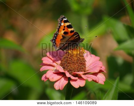 Butterfly sucking the nectar out of a flower