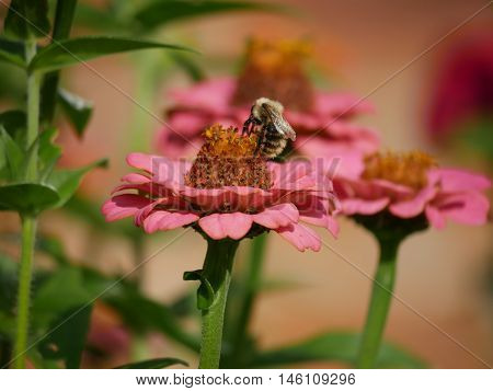 Bee sucking the nectar from a flower