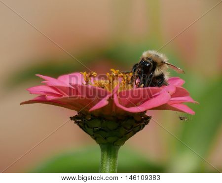 Bee relaxing on a flower having sucked the nectar