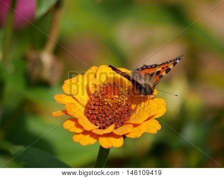 Butterfly landed gracefully on a yellow flower