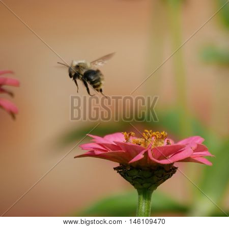 Bee fying off from a flower having sucked the nectar