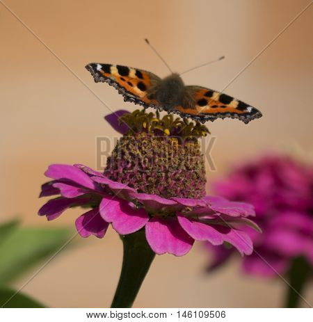 Butterfly landed on a flower and sucking the nectar