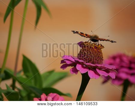 Butterfly landed on a flower and sucking the nectar