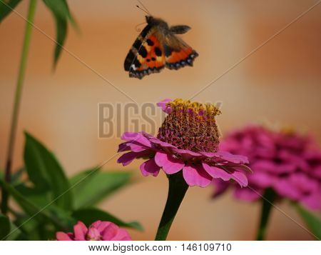 Butterfly flying off from a flower having sucked the nectar
