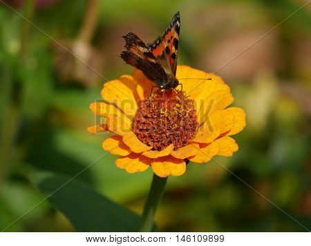Butterfly landed on a flower and sucking the nectar