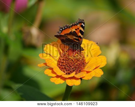 Butterfly landed on a flower and sucking the nectar