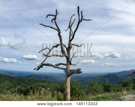 Dead Tree In Shenandoa National Forest