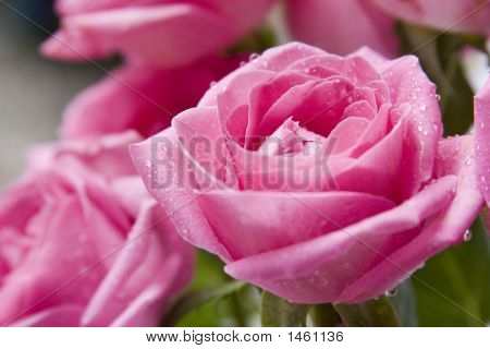 Rosa Rose Close-up 