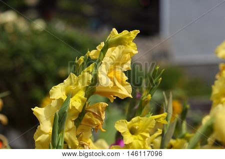 Flowers of the garden gladiolus (Gladiolus x hortulanus)