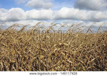 Dead corn stalks after harvest baking in the summer heat.