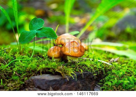 Forest mushrooms in the green grass. Edible mushroom picking. Leccinum scabrum.
