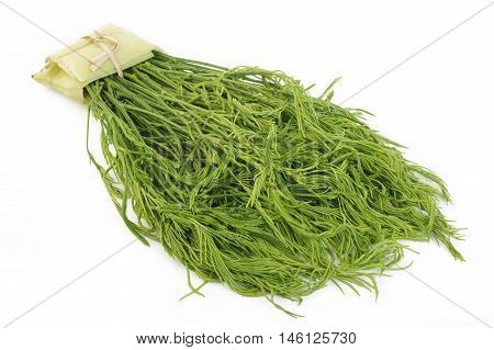Climbing Wattle Acacia Cha-om vegetable on background