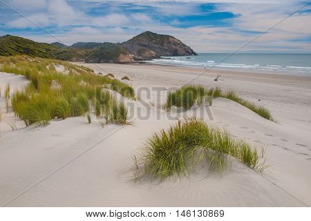 Dune Vegetation Wharariki Beach, South Island, New Zealand
