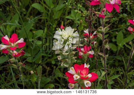 Rare Indian Paintbrush flower with other indian paintbrush.