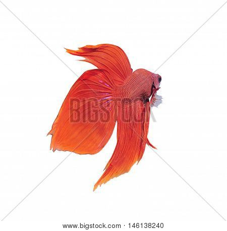 betta halfmoon fighting beautiful fish close up