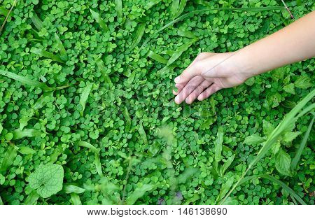 Asian girl hand holding clover leaf in garden, back to nature, love earth, copy space.