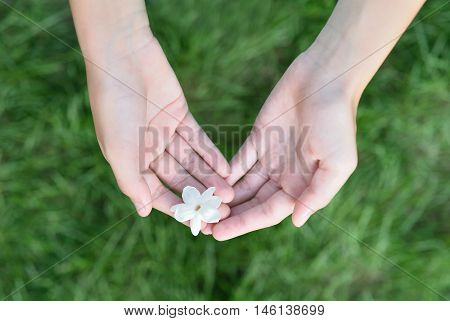 Asian girl hands holding white jasmine flowers, This flower is symbol of Thailand Mother's Day.