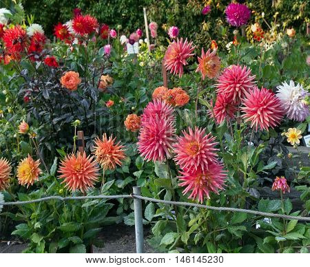 Dahlia garden with different types of colorful dahlias